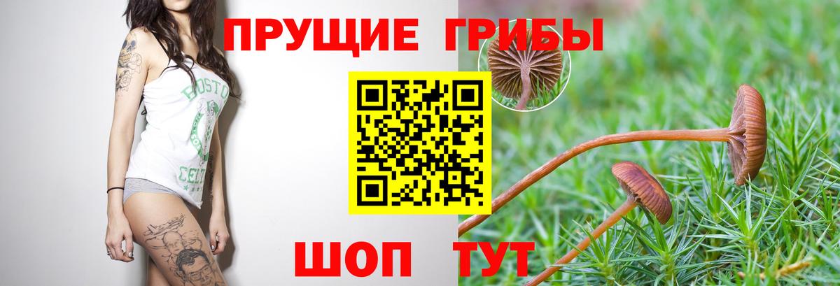 Псилоцибиновые грибы ЛСД Ессентуки